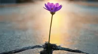 Cómo se reconstruye la confianza en un país que aprendió a desconfiar